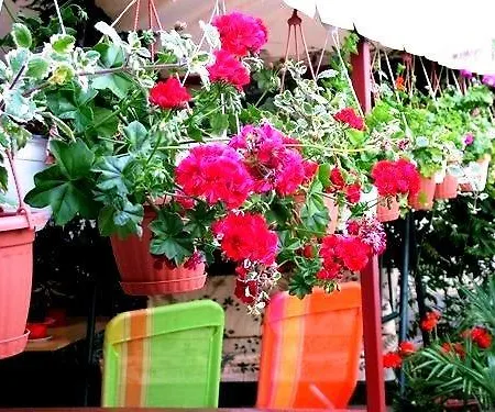 Гостевой дом Unicum Vendeghaz