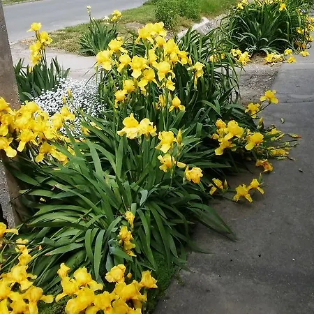 Гостевой дом Unicum Vendeghaz Абадсалок