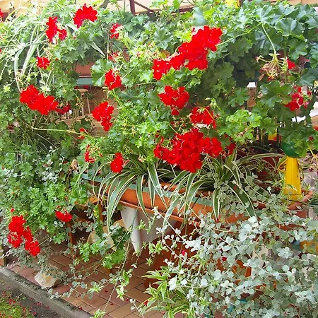 Guest house Unicum Vendeghaz Abadszalok